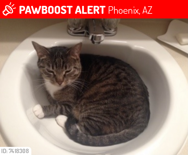 Lost Female Cat last seen 7th Street/ Country Gables Drive, Phoenix, AZ 85022