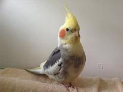 Lost Male Bird last seen Camms Road Cranbourne , Cranbourne, VIC 3977