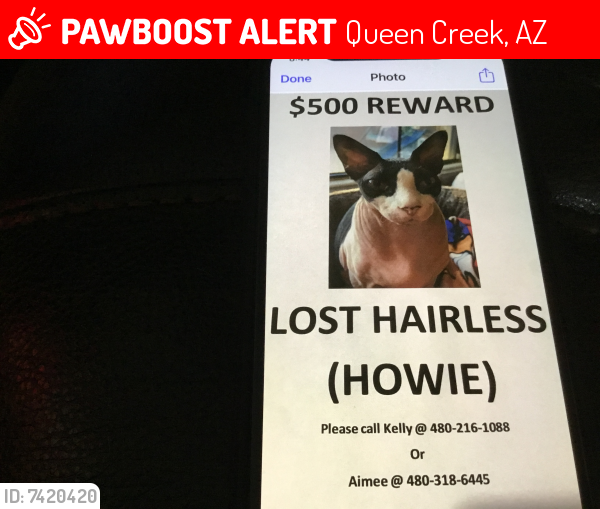 Lost Male Cat last seen Power Rd/ Hunt Highway, Queen Creek, AZ 85142