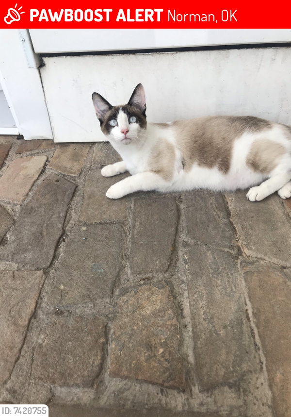 Lost Male Cat last seen Himes and Fay near Robinson, Norman, OK 73069