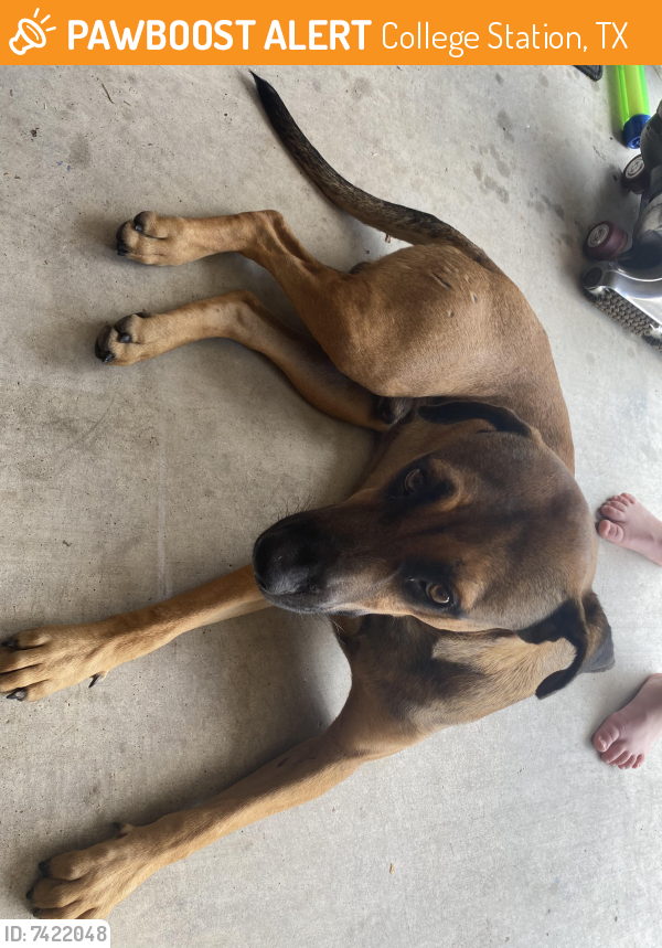 Rehomed Female Dog last seen Agate Drive, College Station (close to Lowes), College Station, TX 77845