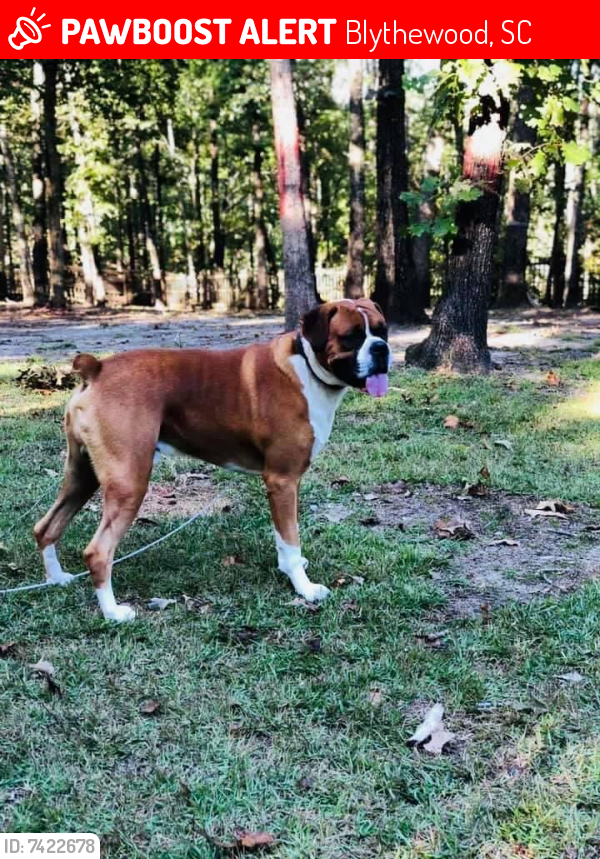 Lost Male Dog last seen Loner and Pive Road, and Pive and Blythewood Road, Blythewood, SC 29016