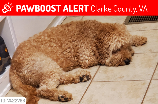 Lost Female Dog last seen Near Marsh Lane White Post VA, Clarke County, VA 22663