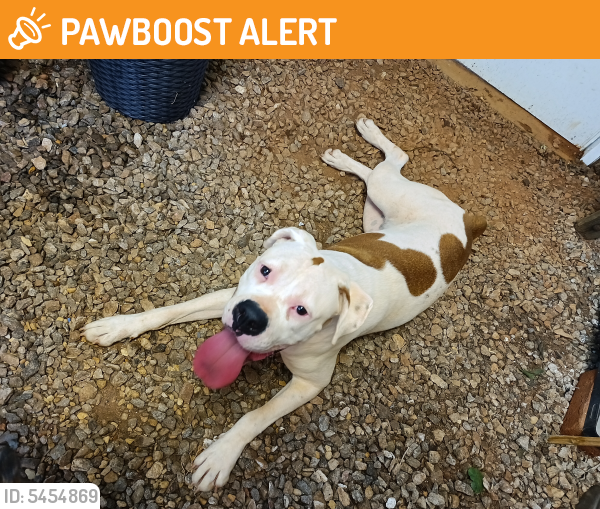 Rehomed Female Dog last seen Hattan Ford Townville South Carolina, Anderson County, SC 29626