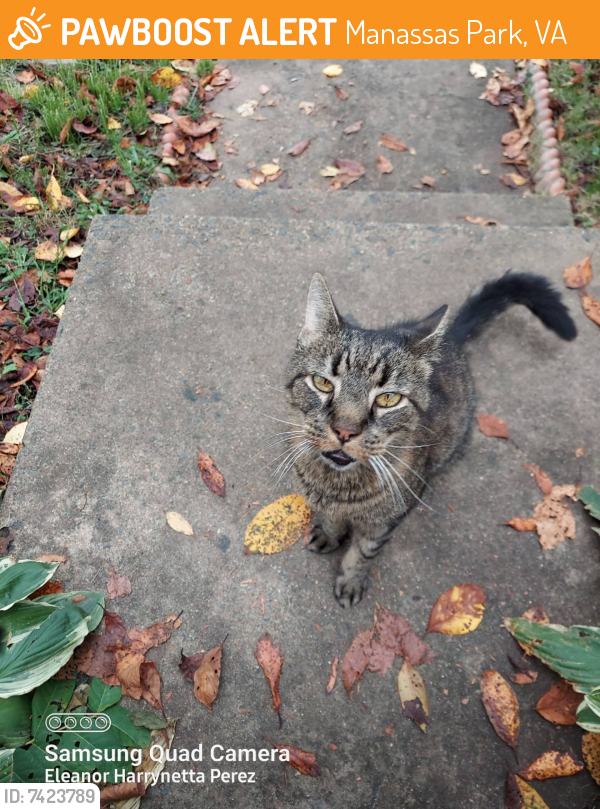 Rehomed Male Cat last seen General Way and Conner Drive , Manassas Park, VA 20111