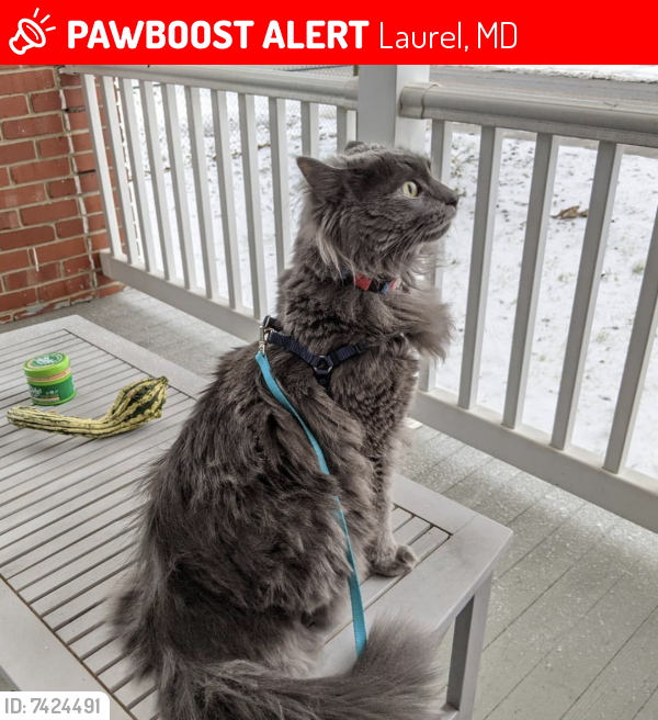 Lost Male Cat last seen 9th and Montgomery St, Laurel, MD 20707
