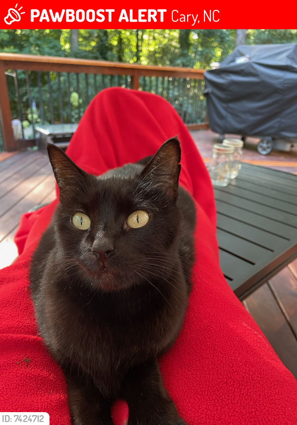 Lost Female Cat last seen Lochmere in Cary, Cary, NC 27518
