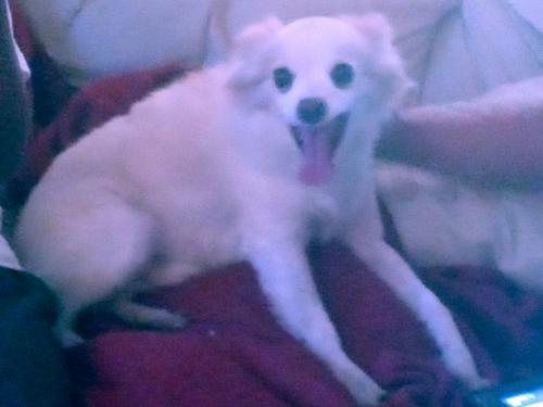 Found/Stray Male Dog last seen Lindsay and broadway, Mesa, AZ 85204