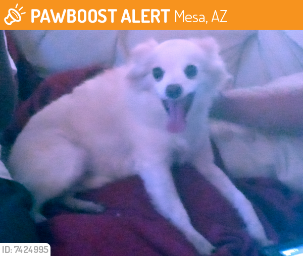 Found/Stray Male Dog last seen Lindsay and broadway, Mesa, AZ 85204