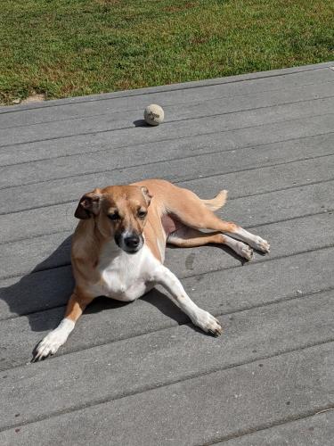 Lost Female Dog last seen Pistapaug to Dayton Hill, Northford, CT 06472