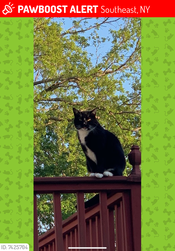 Lost Male Cat last seen Resivoir rd, Brewster,  ny, Southeast, NY 10509