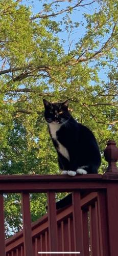Lost Male Cat last seen Resivoir rd, Brewster,  ny, Southeast, NY 10509