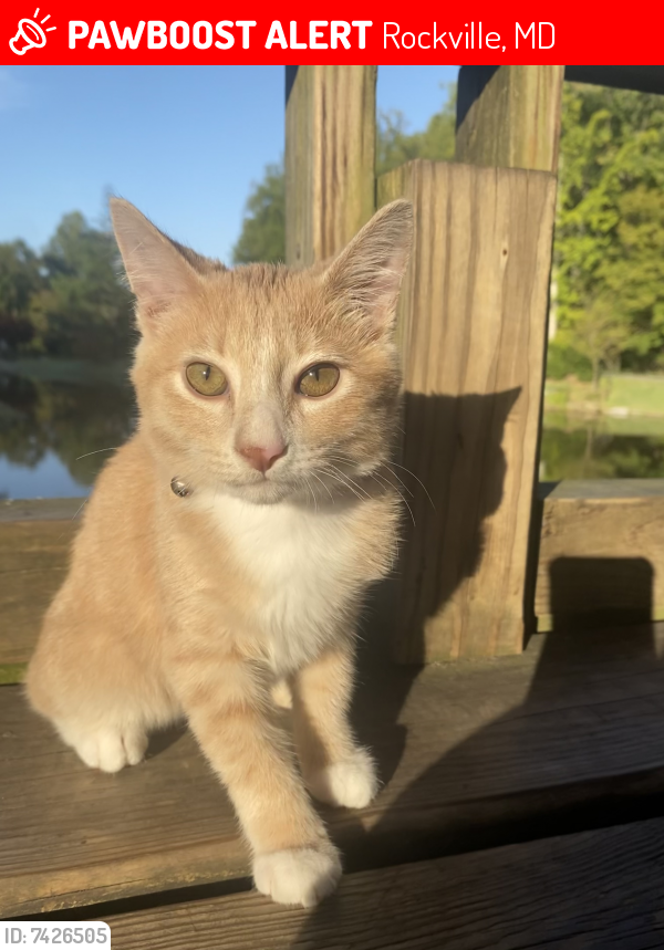 Lost Male Cat last seen Aldi Rockville , Rockville, MD 20851
