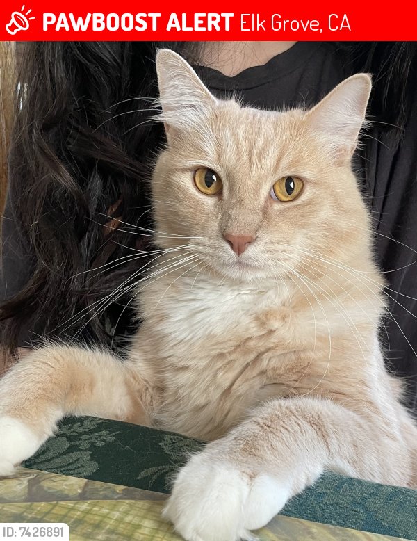 Lost Male Cat last seen Richborough Way, Elk Grove, CA 95624