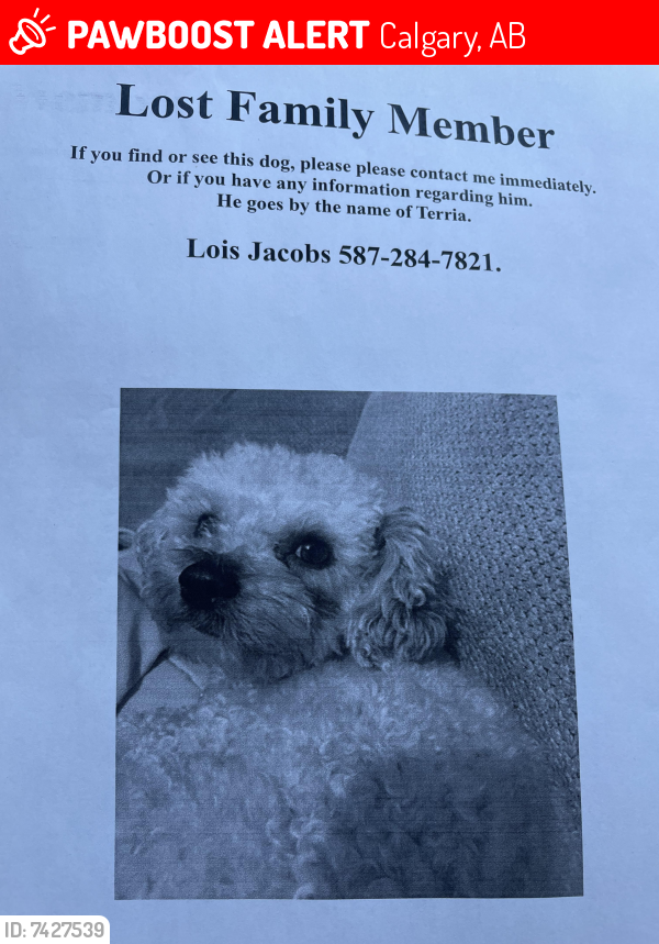 Lost Male Dog last seen Town Centre , Calgary, AB 