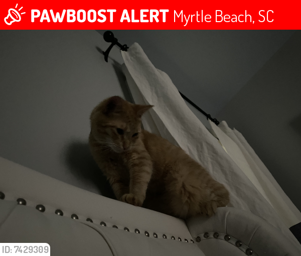 Lost Male Cat last seen Luigis reatauy, Myrtle Beach, SC 29577