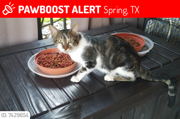 Lost Male Cat last seen Greenway Manor Ln, Spring, TX 77373