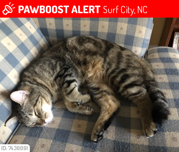 Lost Male Cat last seen North Shore Drive and Mecklenburg near Surf City cndmniums, Surf City, NC 28445