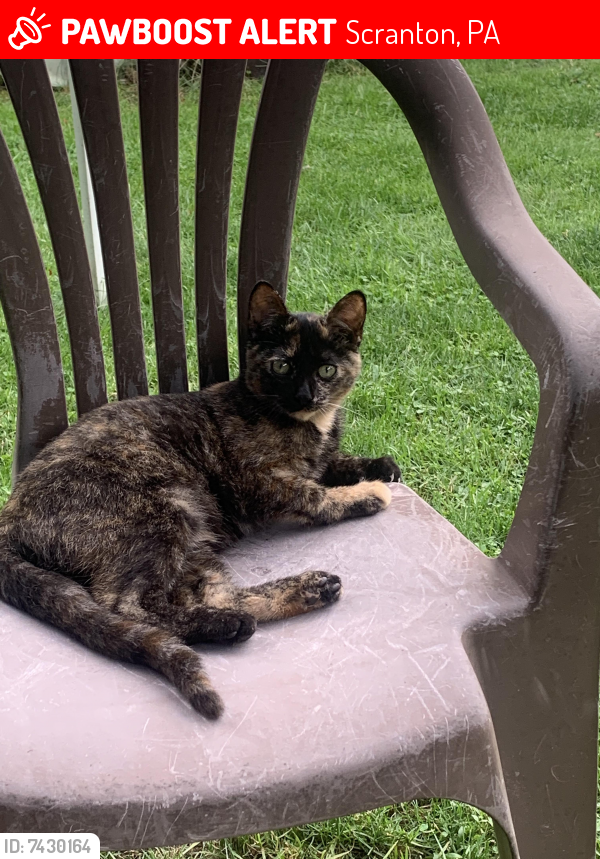 Lost Female Cat last seen Winona avenue , Scranton, PA 18508