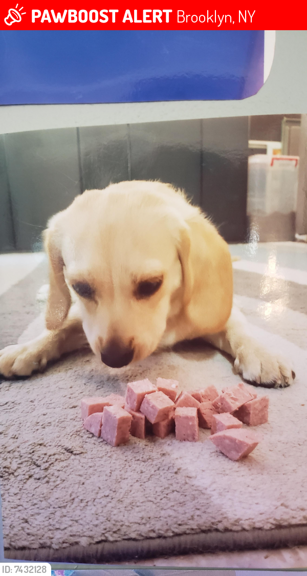 Lost Male Dog last seen Grand St and Bushwick avenue , Brooklyn, NY 11211