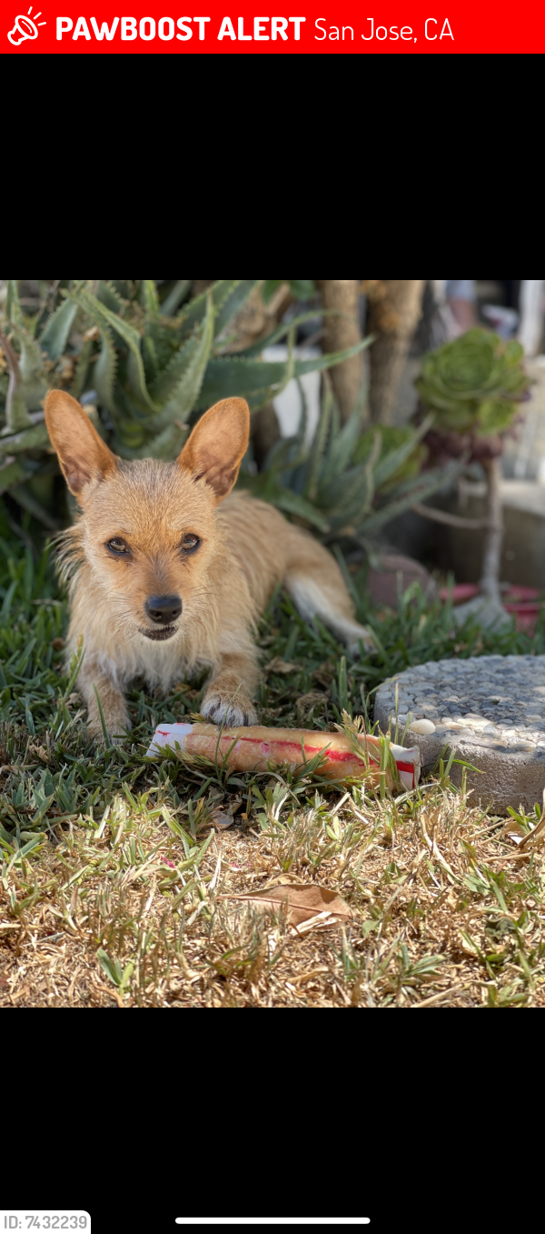 Lost Female Dog last seen North side San Jose , San Jose, CA 95110