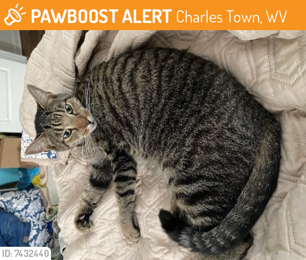 Surrendered Male Cat last seen West Washington Street, CVS, Charles Town, WV 25414