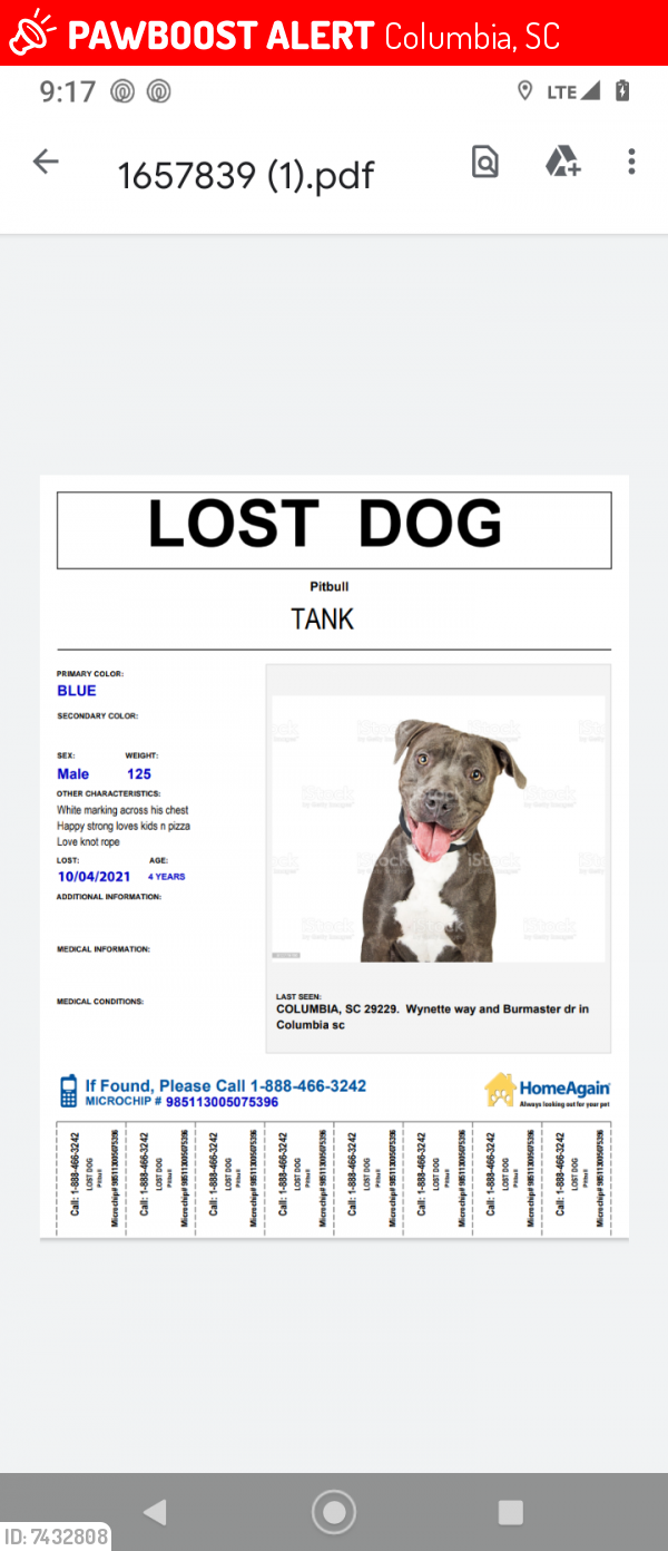 Lost Male Dog last seen Fore avenue or burmaster drive, Columbia, SC 29229