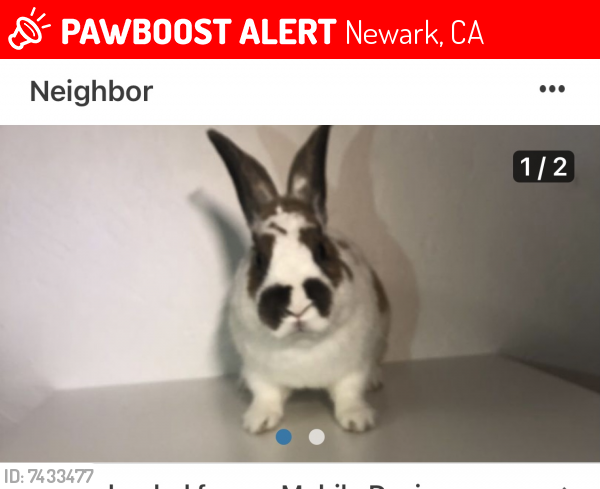 Lost Male Rabbit last seen George Ave/Cherry St, Newark, CA 94560