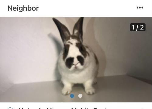 Lost Male Rabbit last seen George Ave/Cherry St, Newark, CA 94560