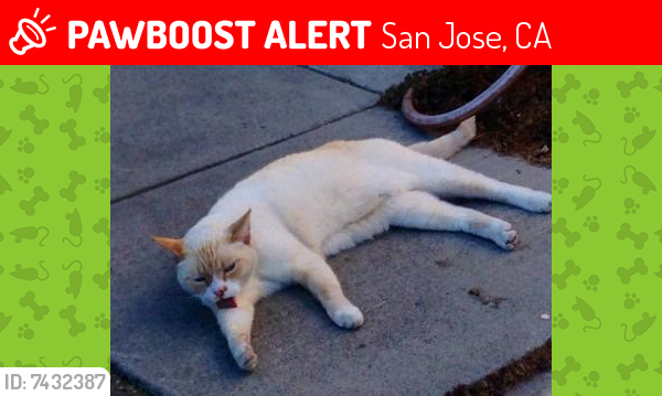 Lost Male Cat last seen Ellerbrook Way and Los Pinos, San Jose, CA 95123