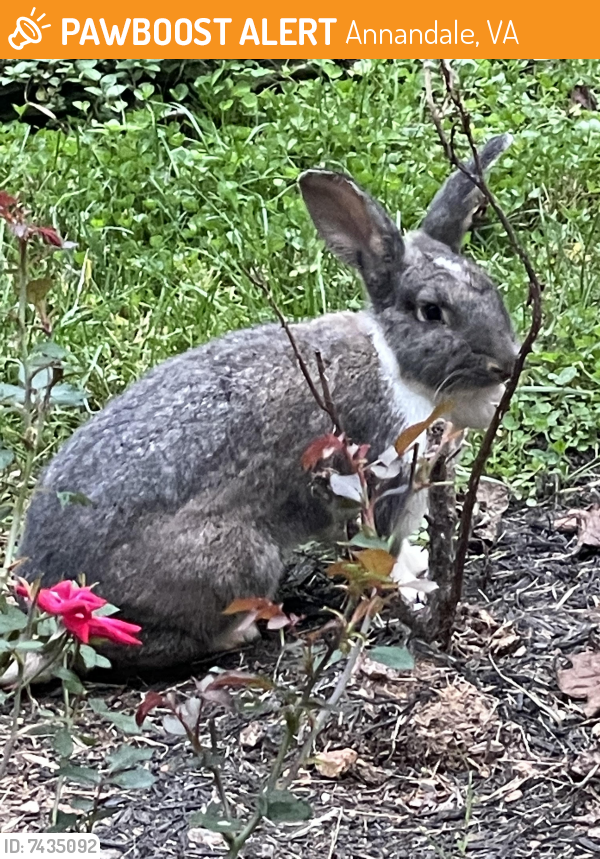Found/Stray Unknown Rabbit last seen Backlick Rd, Annandale, VA 22003
