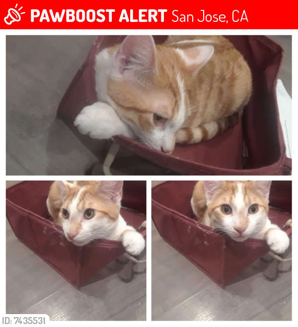 Lost Male Cat last seen Cunningham Avenue & Mondingo, San Jose 95122, San Jose, CA 95122
