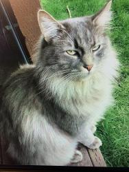 Lost Male Cat last seen Jennings Avenue , Milwaukie, OR 97267