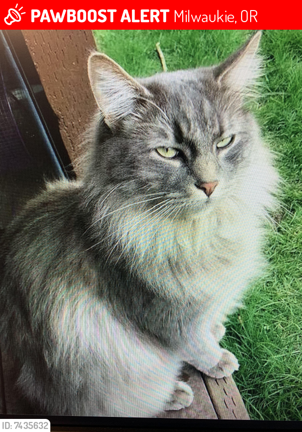 Lost Male Cat last seen Jennings Avenue , Milwaukie, OR 97267