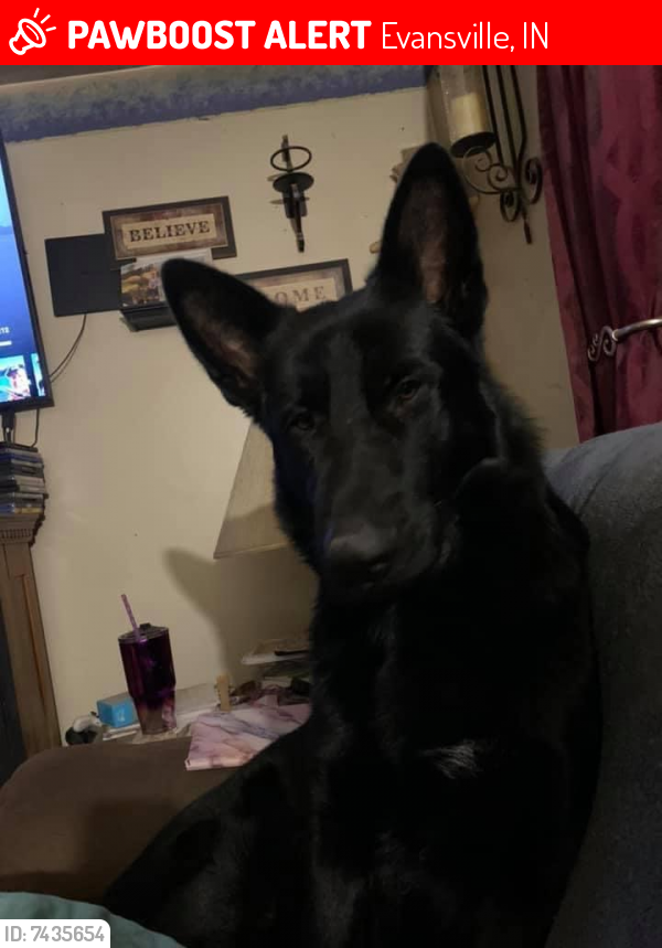 Lost Male Dog last seen Vann Ave between Covert & Washington Ave, Evansville, IN 47714