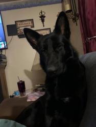Lost Male Dog last seen Vann Ave between Covert & Washington Ave, Evansville, IN 47714