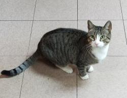 Reunited Male Cat last seen Wallace St and Lancaster Ave, Philadelphia, PA 19104