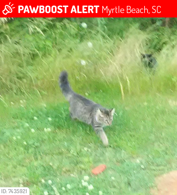 Lost Female Cat last seen 7th Ave N. & Flagg St, Myrtle Beach, SC 29577