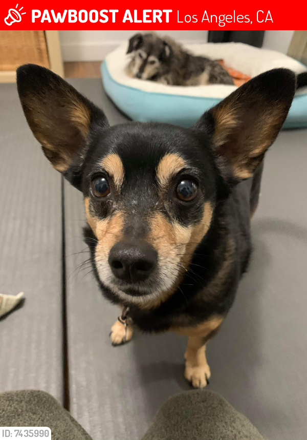 Lost Female Dog last seen 7th Ave  and Adams Blvd, Los Angeles, CA 90018