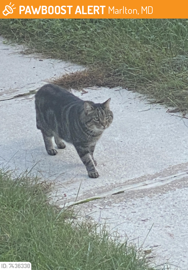 Found/Stray Unknown Cat last seen Carousel Ct. , Marlton, MD 20772