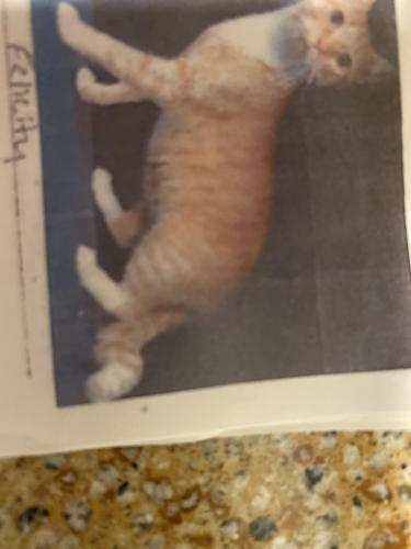 Lost Female Cat last seen Tabscott drive, Chantilly, VA 20151