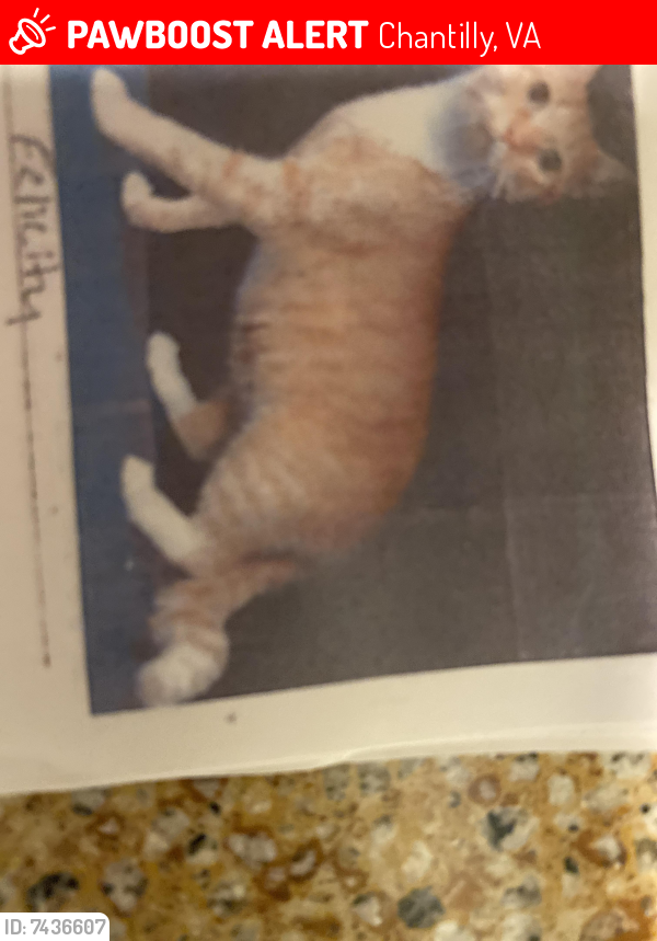 Lost Female Cat last seen Tabscott drive, Chantilly, VA 20151