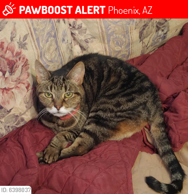 Lost Female Cat last seen 63rd Dr and N Indian School Rd, Phoenix, AZ 85033
