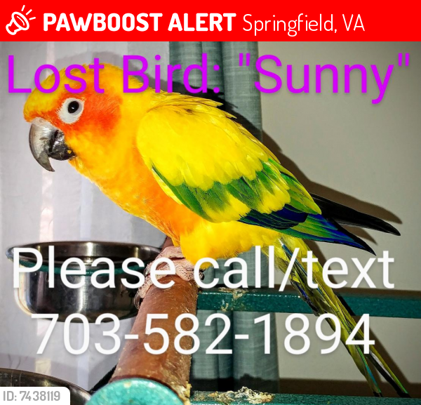 Lost Unknown Bird last seen Hibbling Ave and Dinwiddie St, Springfield, VA 22150