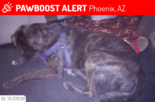 Lost Female Dog last seen Maricopa county dog pound west, Phoenix, AZ 85339