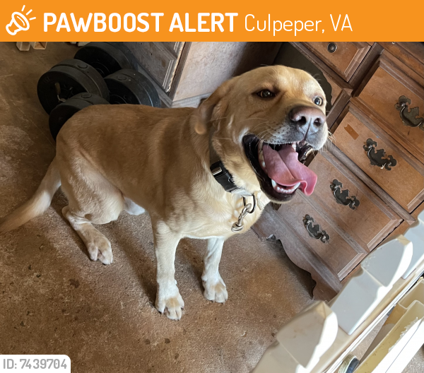 Found/Stray Male Dog last seen Gum street, Culpeper, VA 22701