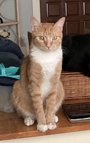 Lost Male Cat last seen Between Southgate & Kimberly.  West of 441- East of Rock Island. , Margate, FL 33068