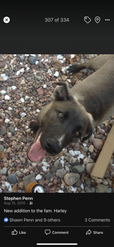 Lost Male Dog last seen Clayton and Amarillo , Maricopa, AZ 85139