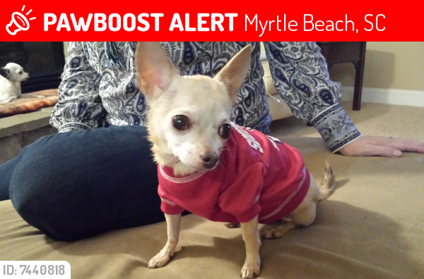 Lost Female Dog last seen 33rd Avenue North @ Hwy 17, Myrtle Beach, SC 29577