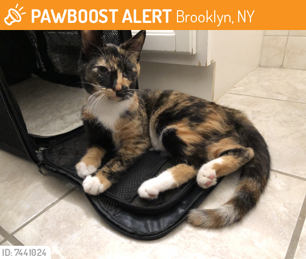 Found/Stray Female Cat last seen East 21st Street between Avenue U and Avenue V, Brooklyn, NY 11229